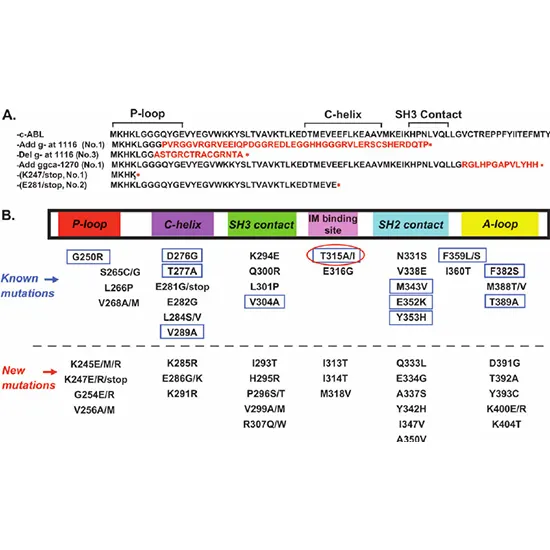 BCR-ABL Kinase Domain Mutation Analysis